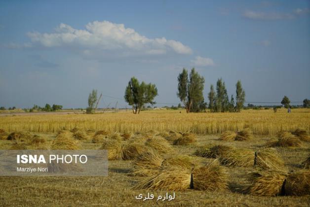 گام بلند خودکفایی گندم در دولت سیزدهم